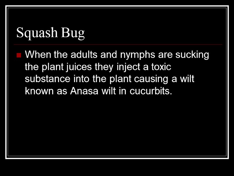 Squash Bug When the adults and nymphs are sucking the plant juices they inject